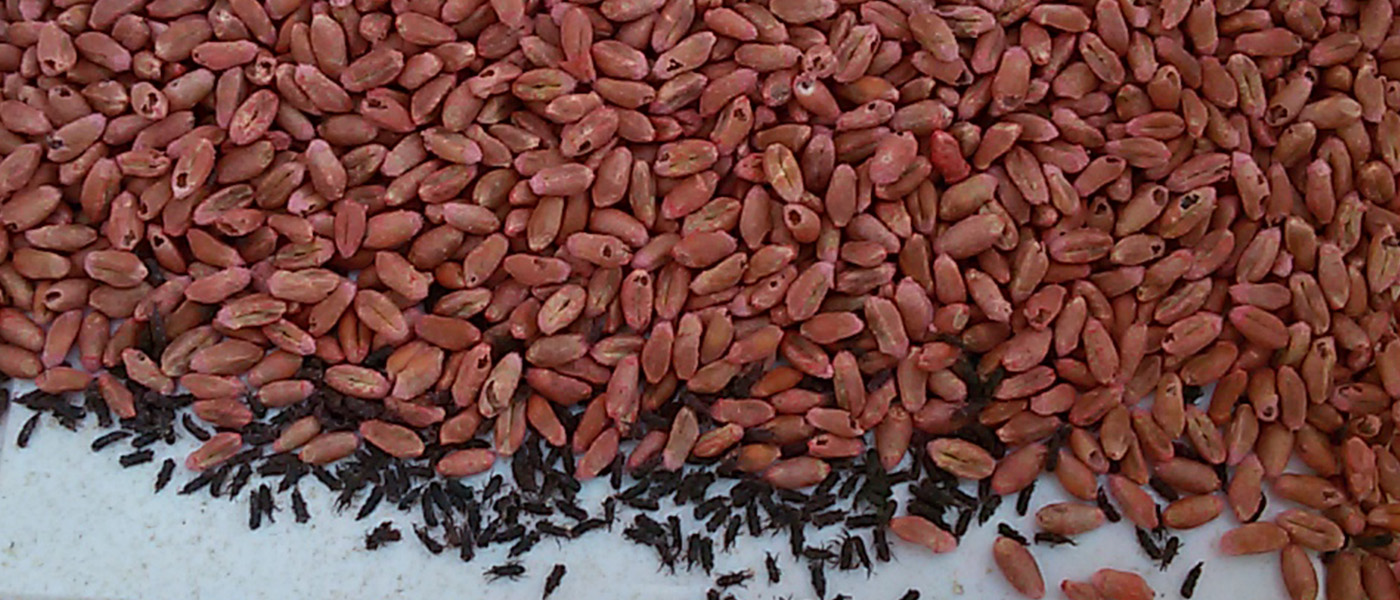 Schadinsekten in gelagertem Getreide